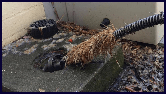Tree roots removed from a blocked outdoor drain in Canberra.