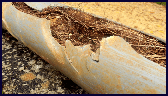 Cracked drain pipe filled with tree roots in Canberra soil.