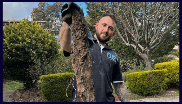 Canberra plumber holding a large tree root removed from a blocked drain, showing the damage tree roots can cause to pipes during winter.