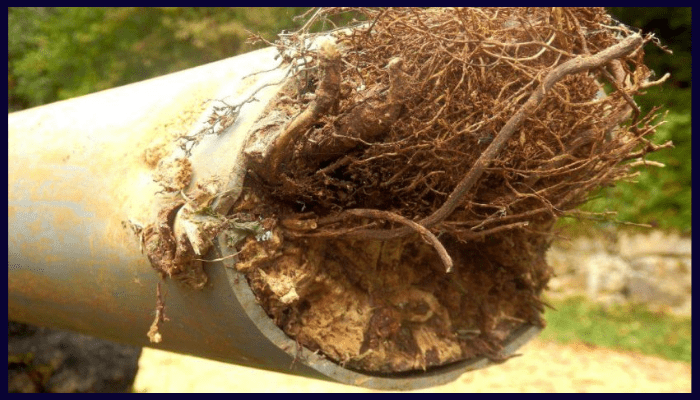 Tree roots blocking a residential drain pipe, a common cause of slow drainage in older Canberra homes