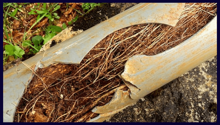 Stormwater pipe cracked open and clogged with tree root