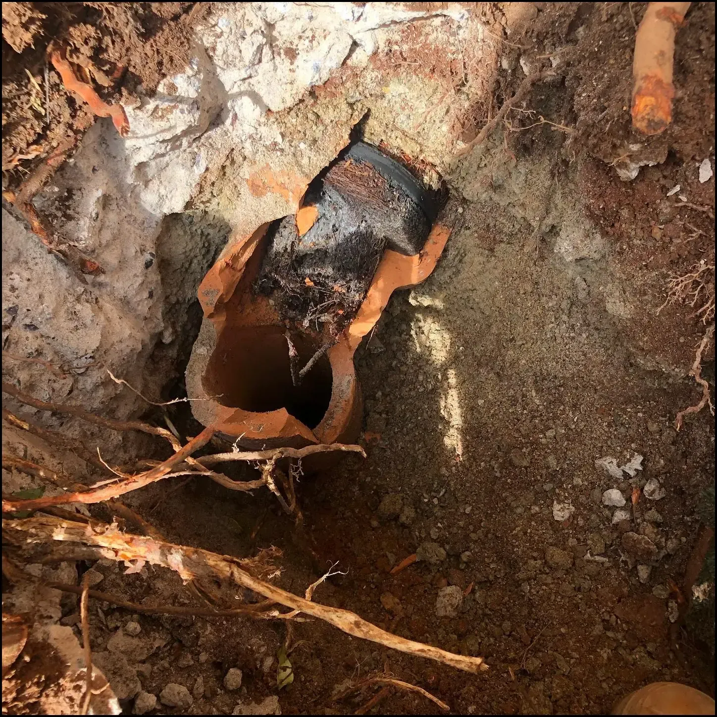 Close up of tree roots growing through a broken underground drain pipe causing water leaks and blockages