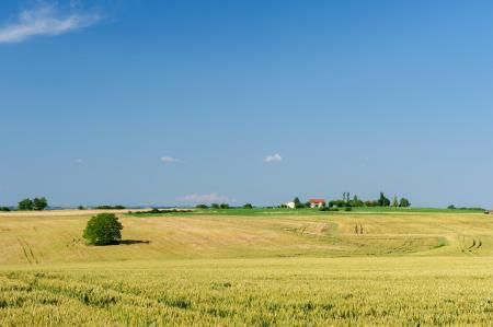 A vast, rolling wheat field under a clear blue sky, with a small cluster of houses and trees in the distance.