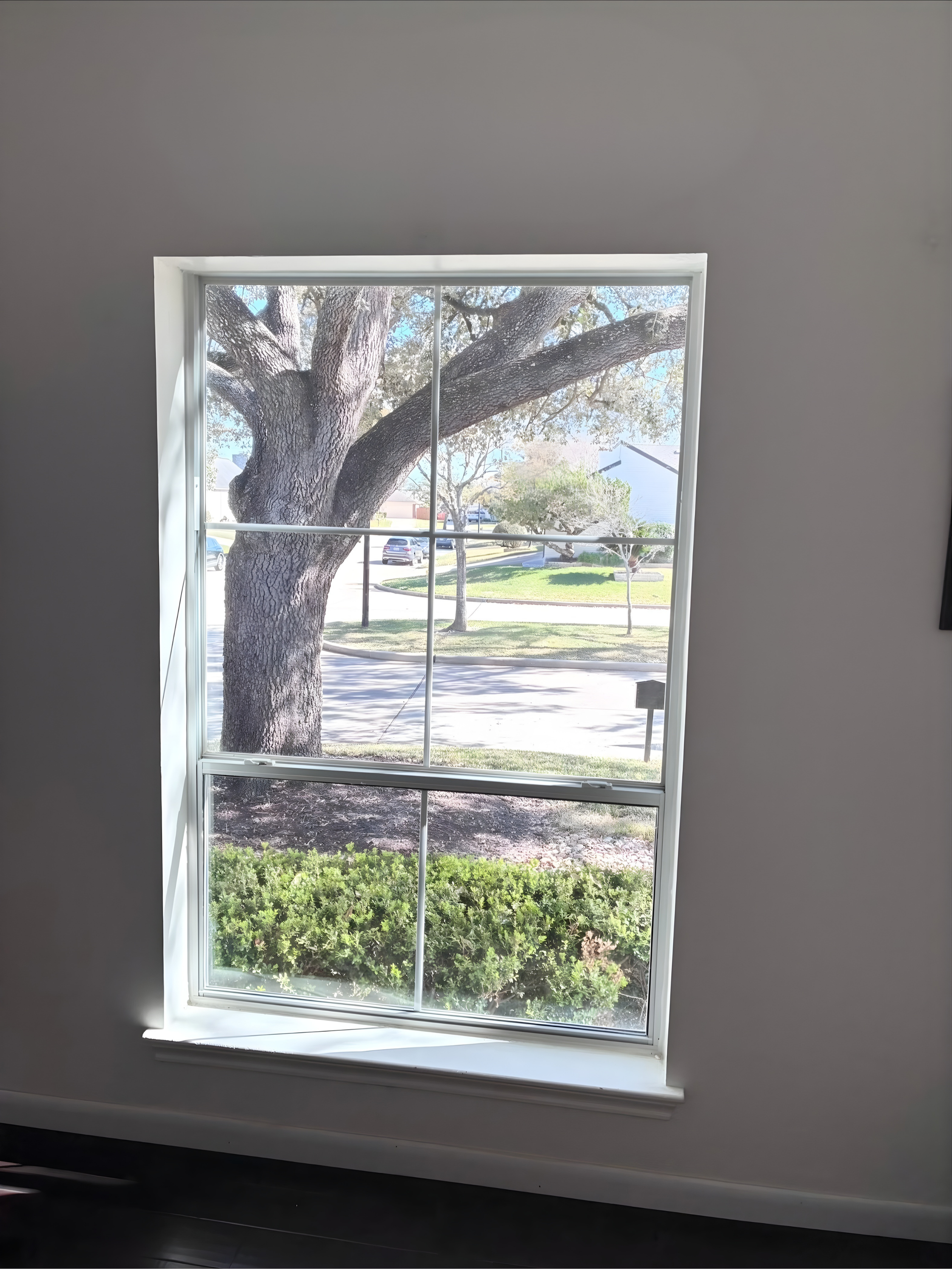 Window with white frame showing a large tree and greenery outside, on a light grey wall.