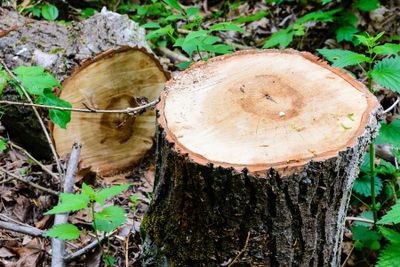 Tree Services — Stump Removal in Gainesville, FL