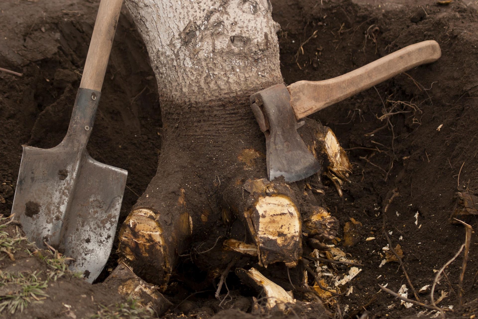 two shovels are sitting next to a tree trunk in the dirt