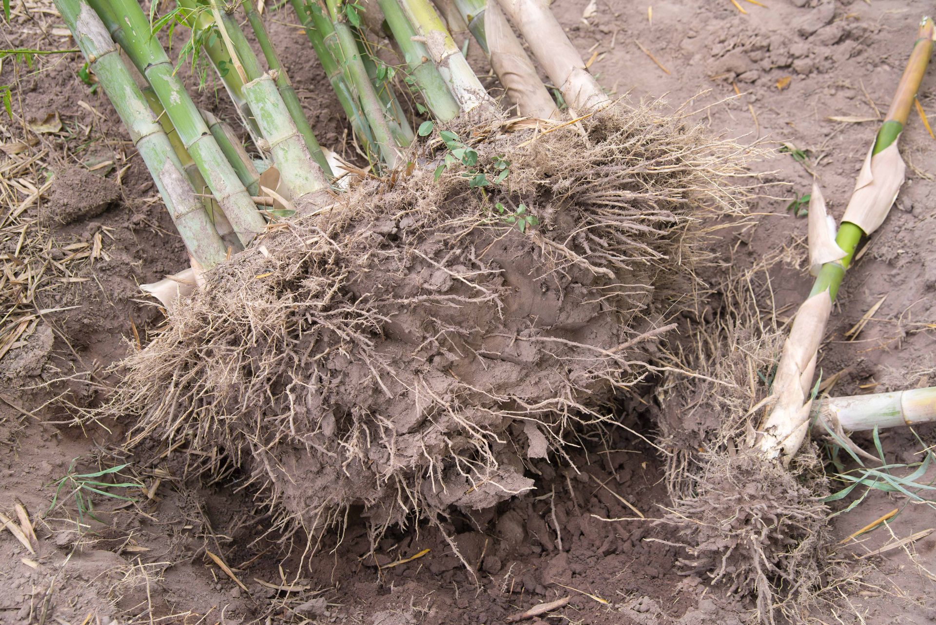 the roots of a bamboo plant are visible in the dirt