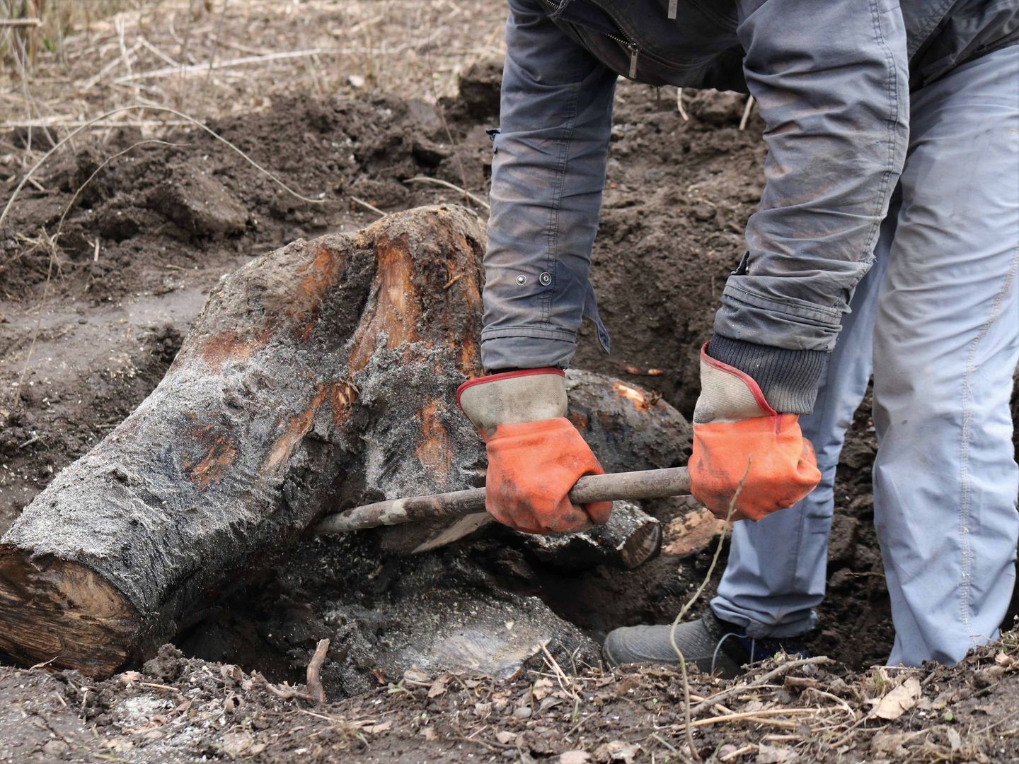 a man wearing orange gloves is removing a big stump from the ground