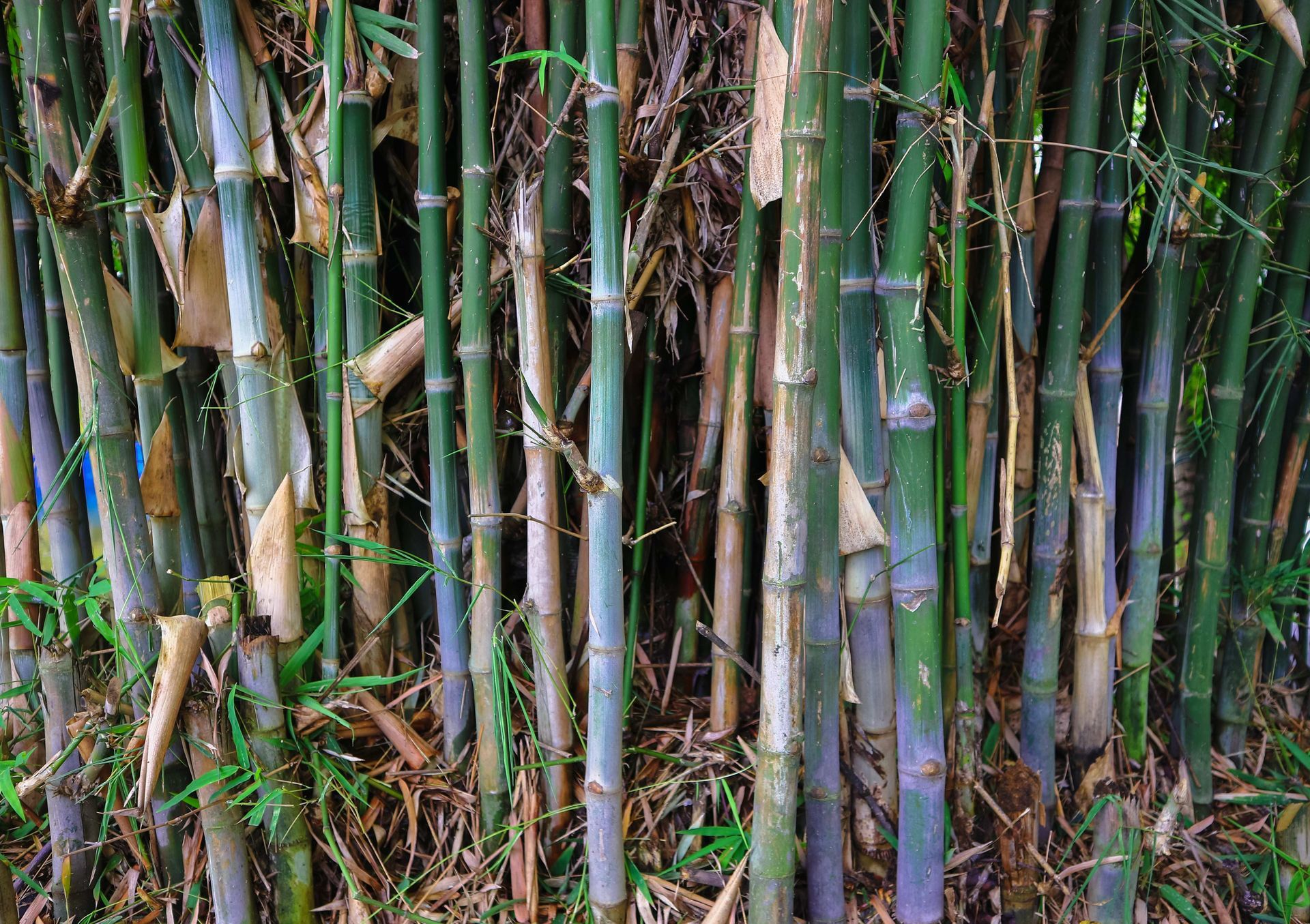 a bunch of bamboo plants are growing in a forest