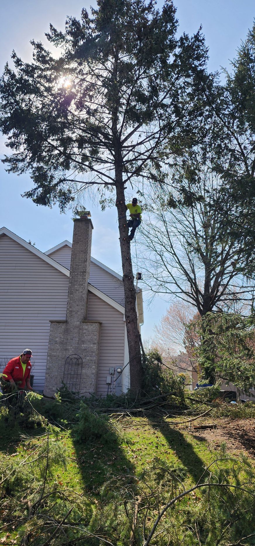 Arborist cutting a tall tree near a house. Another person on the ground. Sunny day.