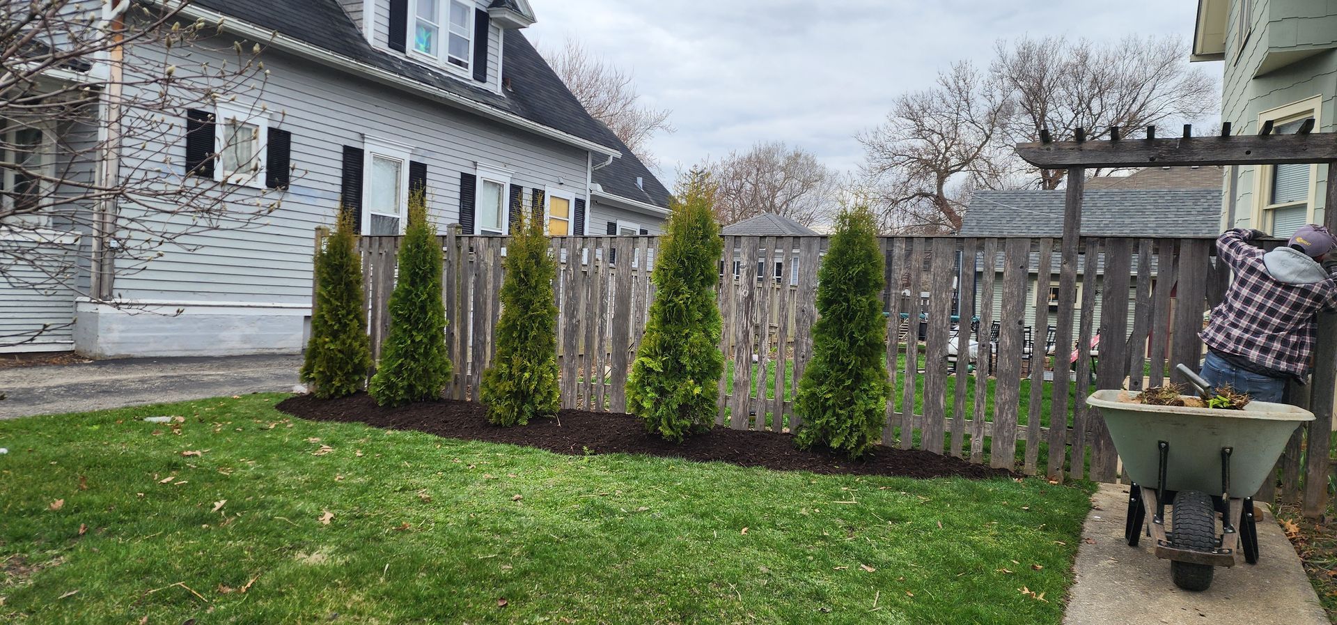 Five evergreens planted along a wooden fence, with a person tending a wheelbarrow. Green lawn, overcast day.
