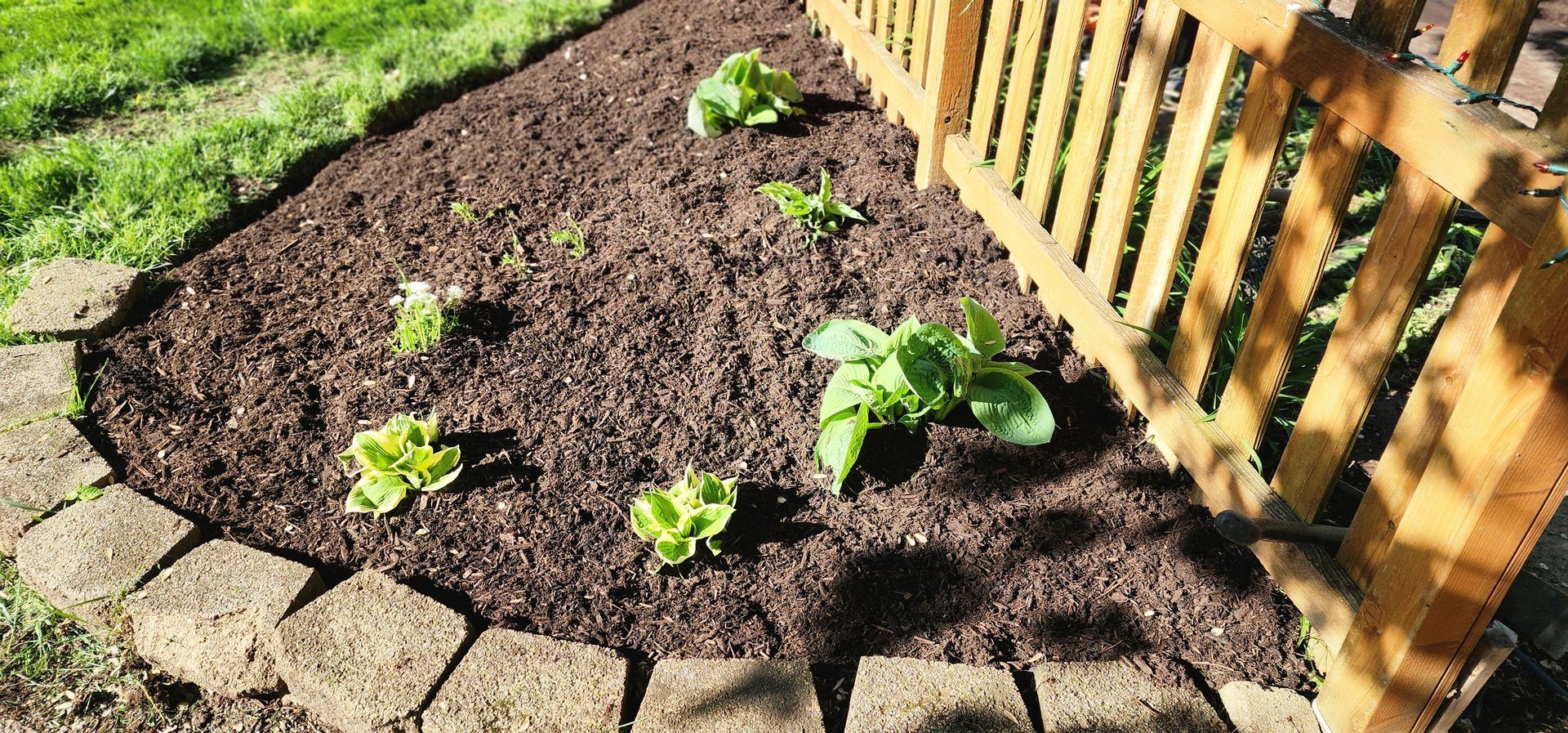A garden bed with green plants, surrounded by a border and a wooden fence.