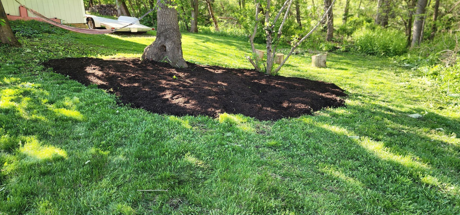 Lush green grass surrounds a tree with dark mulch around its base in a sunny yard.