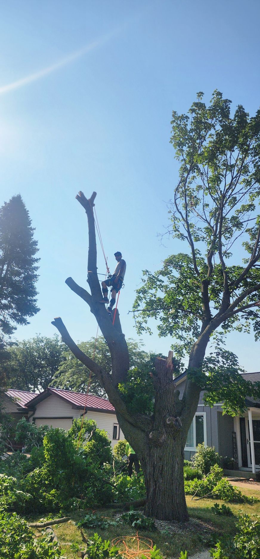 A tree service worker in a tree, cutting branches with a clear blue sky background.