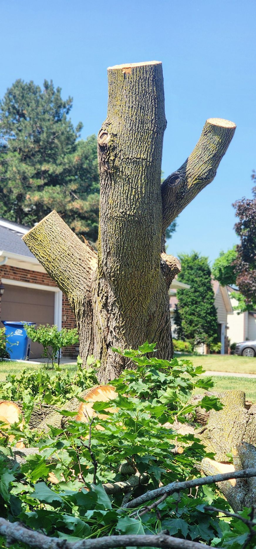 A tree trunk with two cut branches. The sky is blue and a yard is visible.