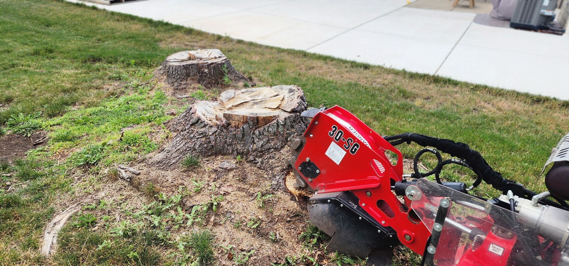 A red stump grinder is grinding down a tree stump in a grassy area next to a sidewalk.