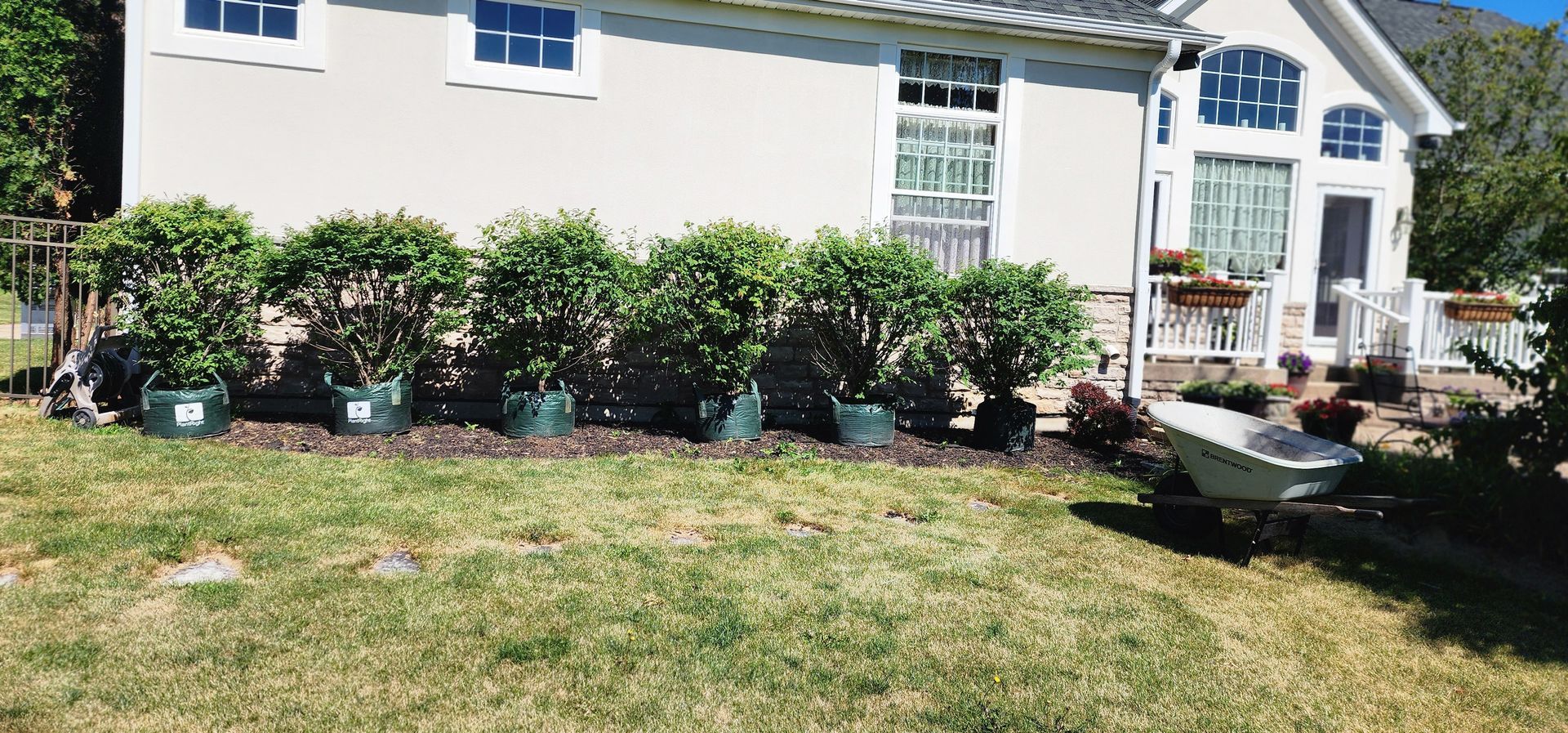Six potted green bushes line a lawn in front of a house. A wheelbarrow sits nearby.