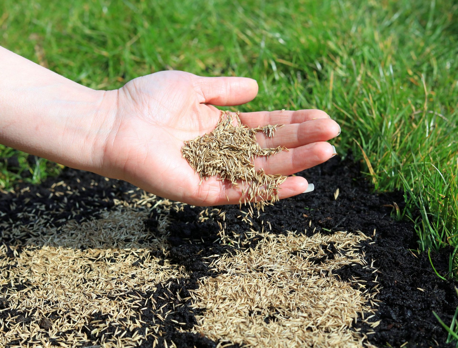 Hand scattering grass seeds onto dark soil near green grass.