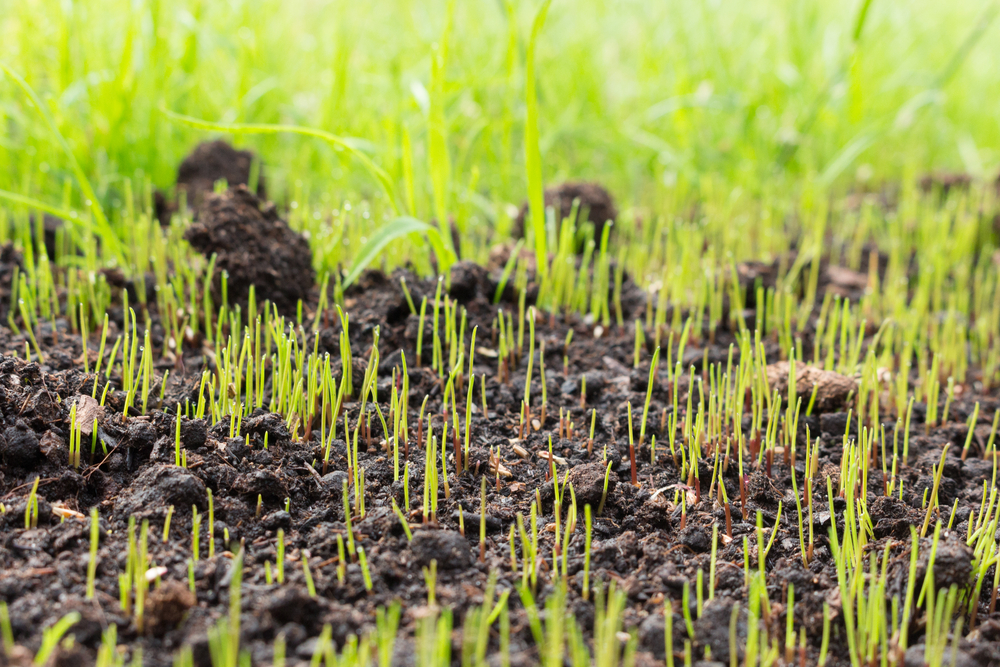 Close-up of freshly sprouted grass seedlings in dark soil, with taller green grass in background.