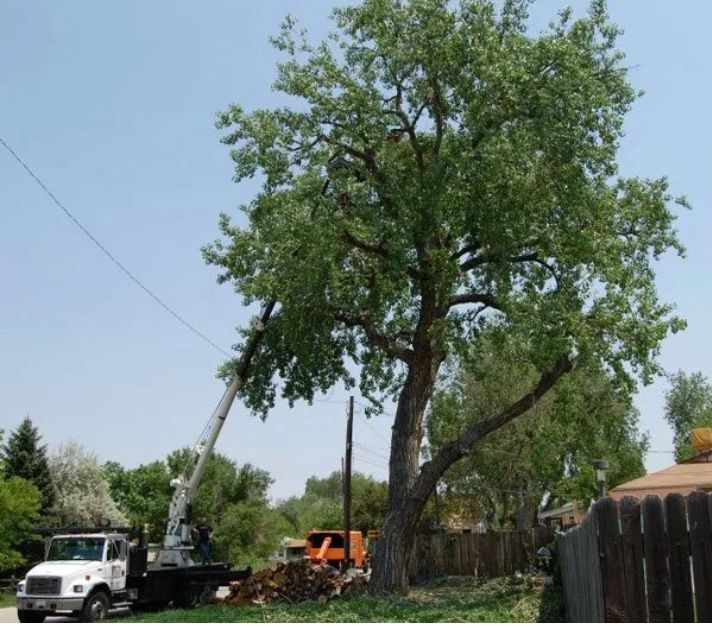 tree trimming lakewood co