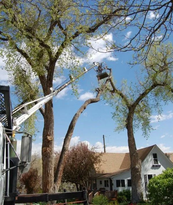 Tree Trimming