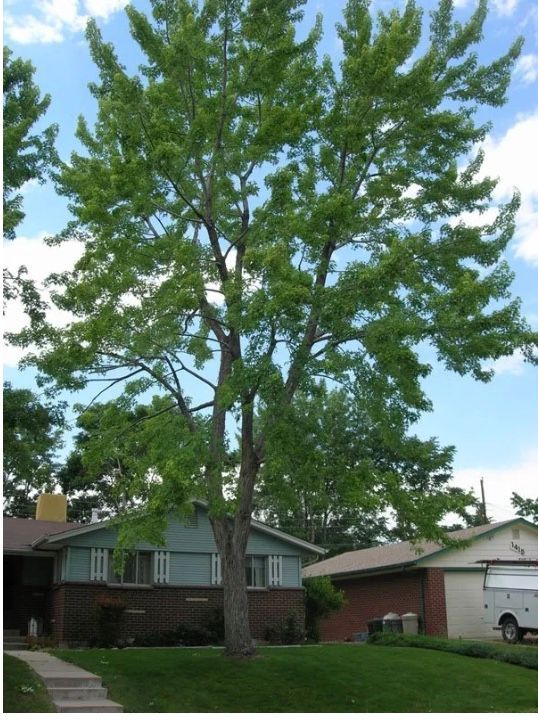 tree removal lakewood co