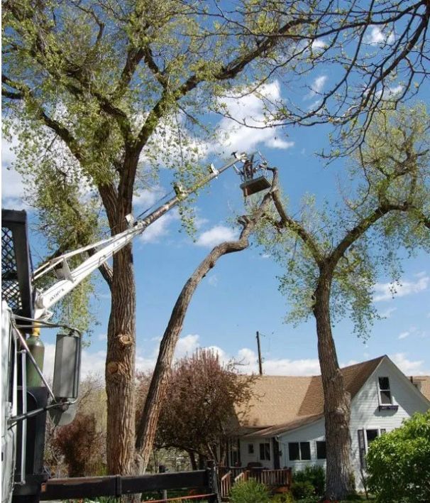 tree service lakewood co