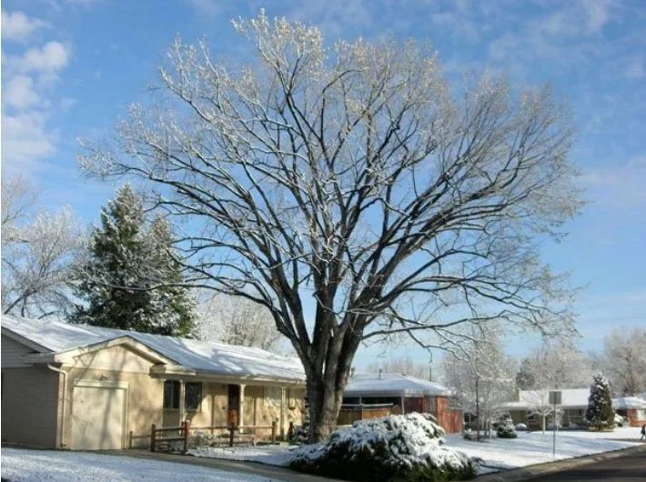 tree service lakewood co