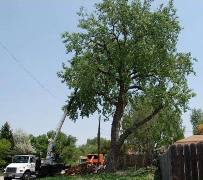 tree removal lakewood co