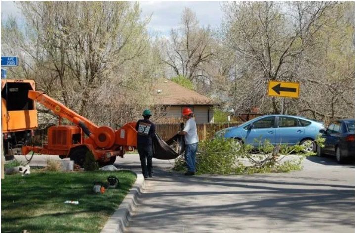 tree removal lakewood co