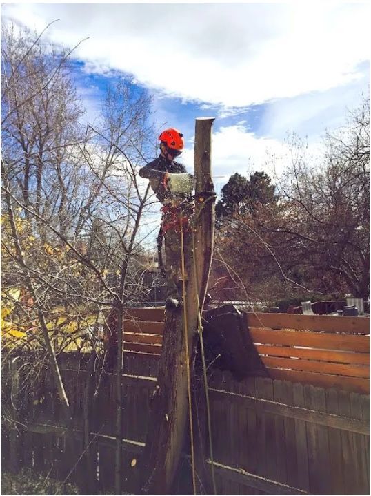 tree removal lakewood co