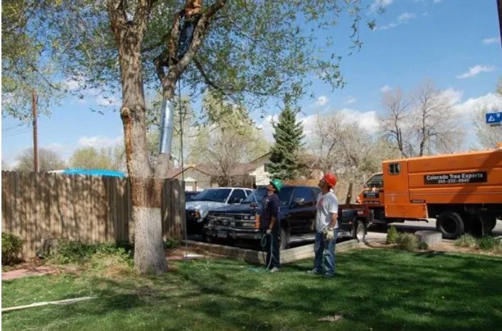 tree service lakewood co