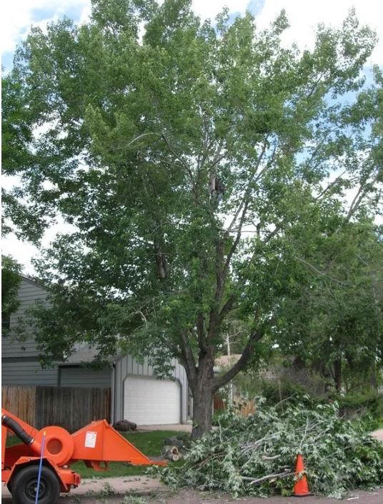 tree service lakewood co