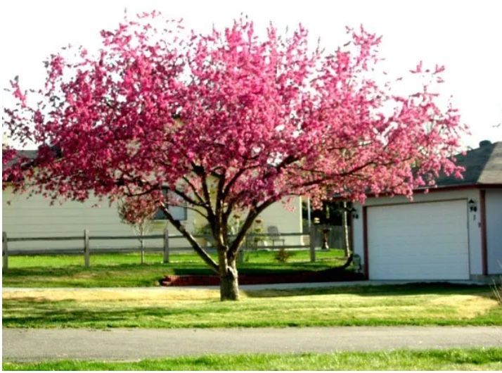 tree trimming lakewood co