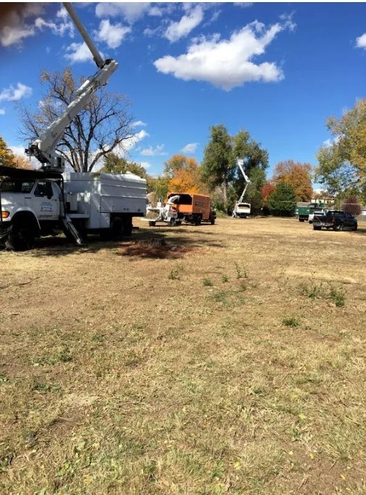 tree removal lakewood co