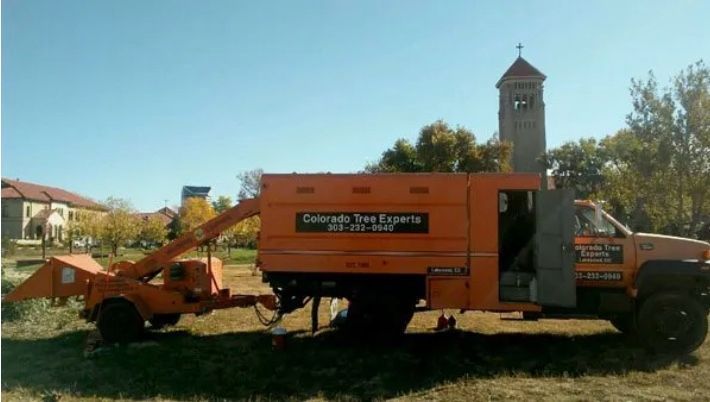 tree removal lakewood co