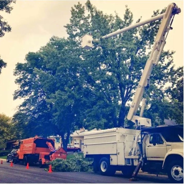 tree removal lakewood co