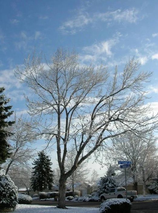 tree removal lakewood co