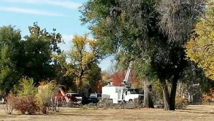 arborist lakewood co