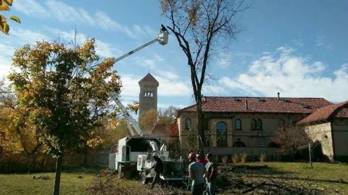 arborist lakewood co