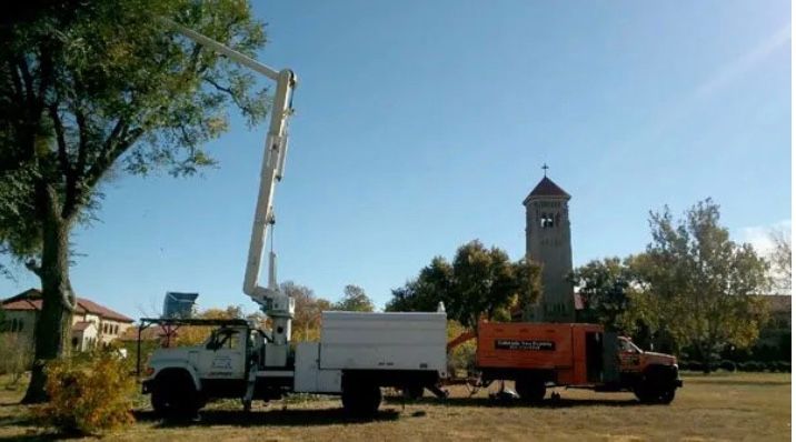 colorado tree care service