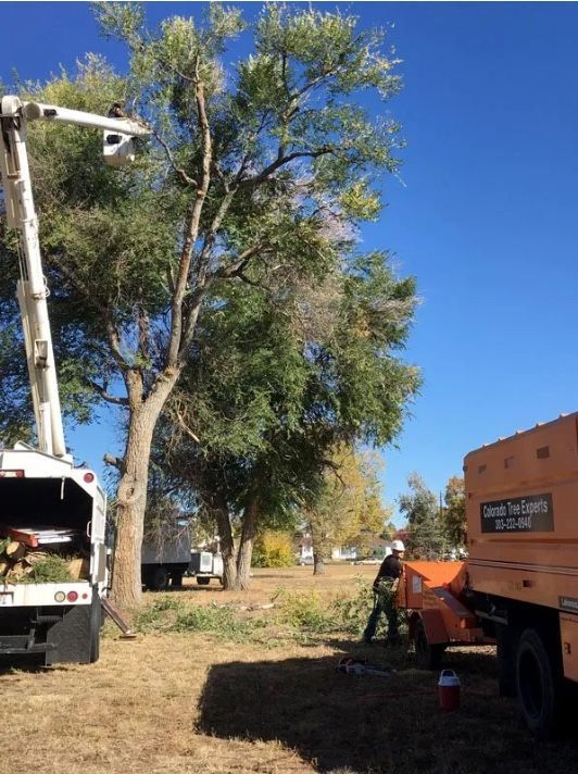 arborist lakewood co