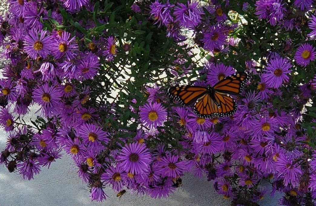 A butterfly is sitting on a bush of purple flowers.