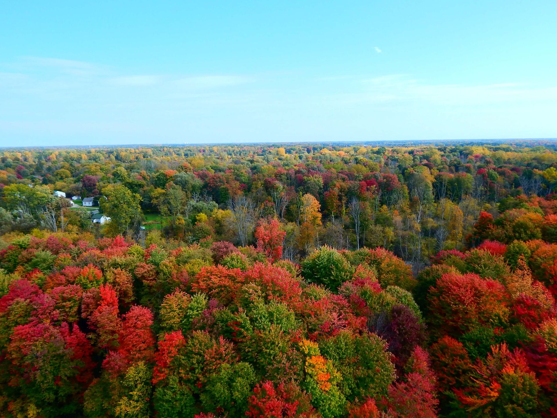 An aerial view of a forest with red and green trees.