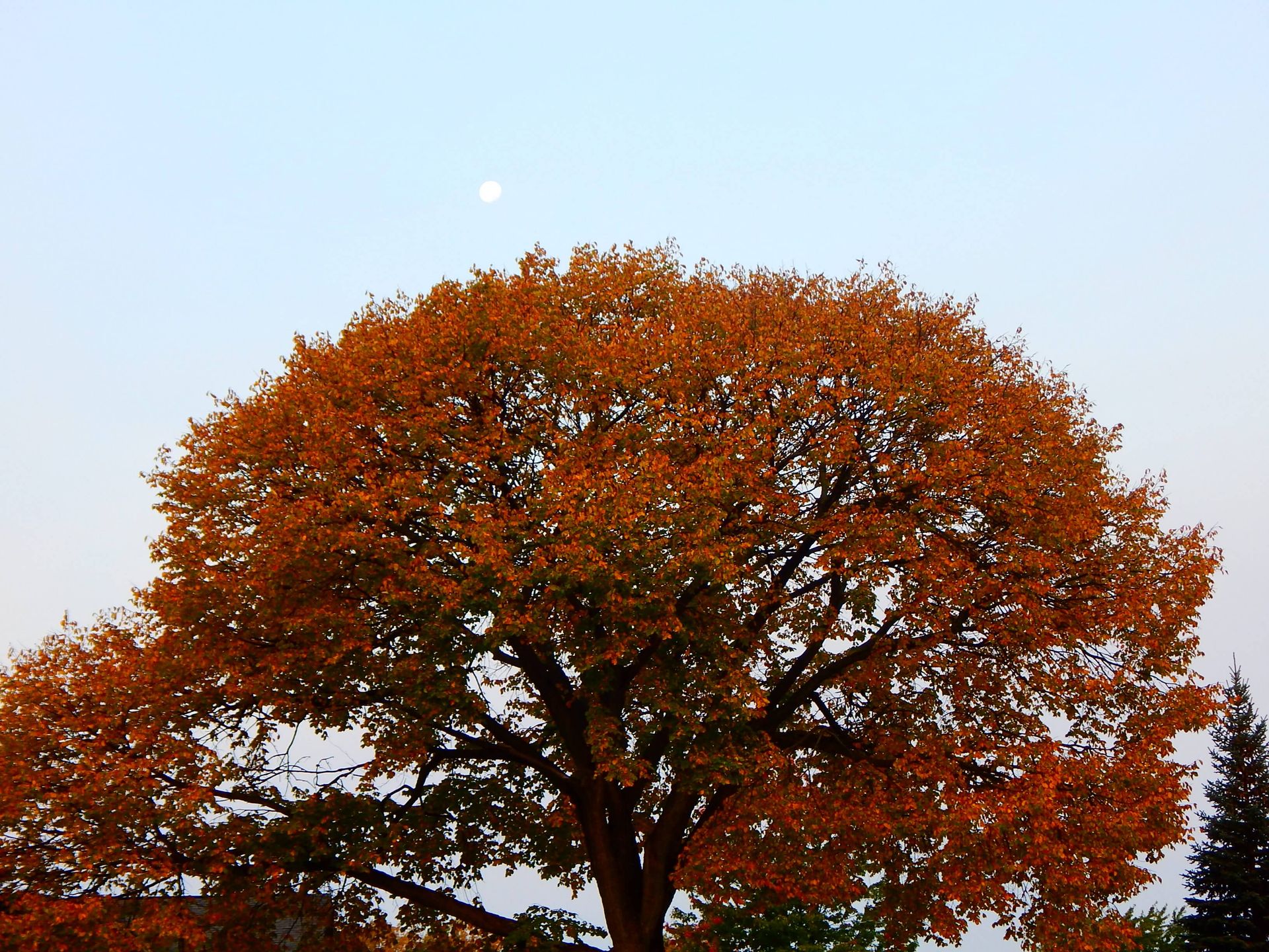 A tree with a full moon in the background.