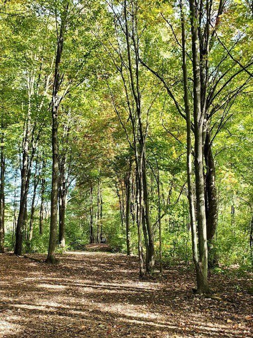 A path in the middle of a forest with trees and leaves on the ground.