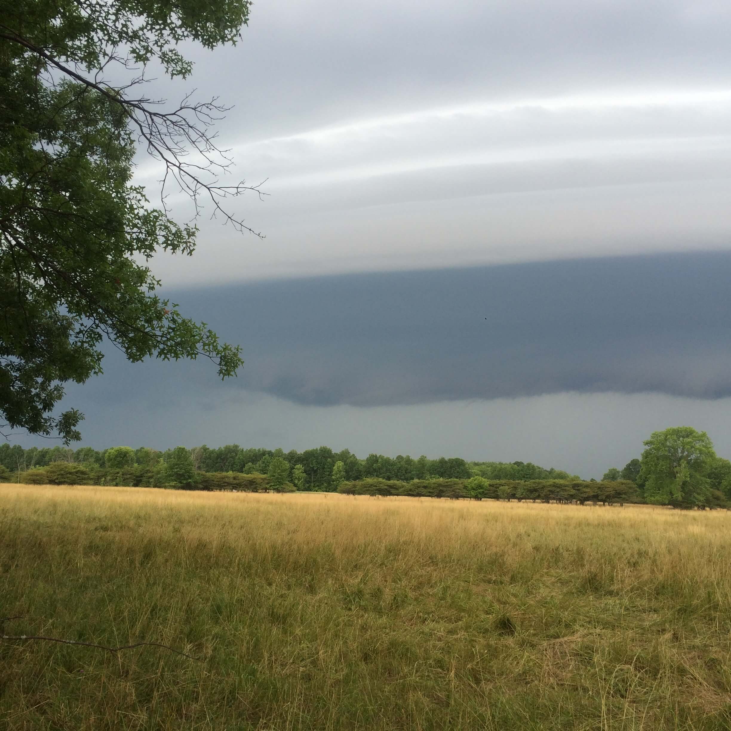 A cloudy sky over a grassy field with trees in the foreground.