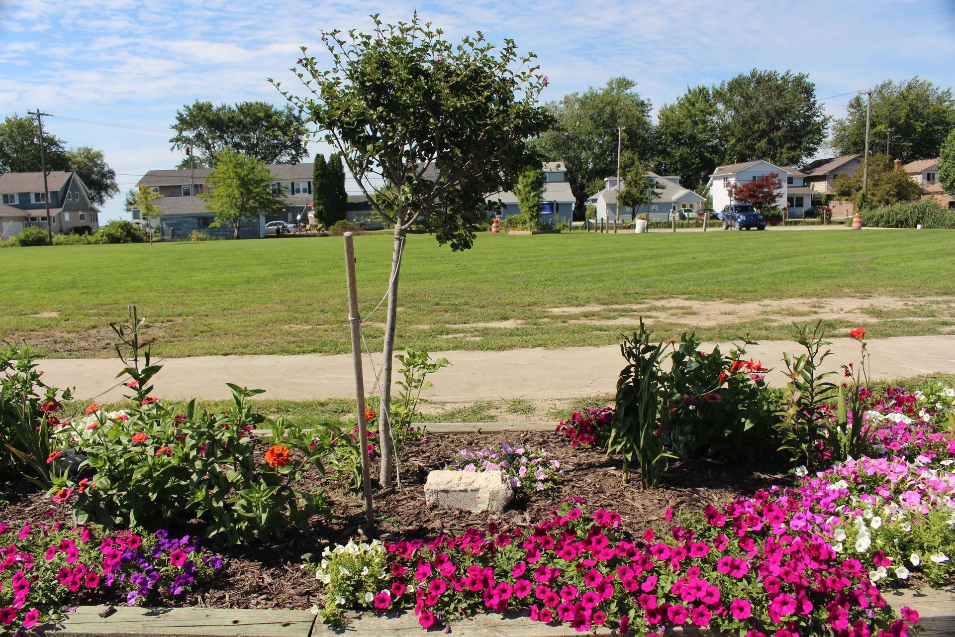 A garden with purple flowers and a tree in the background