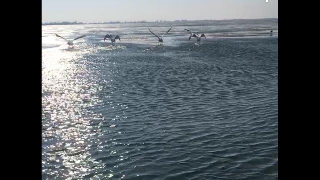 A flock of seagulls are flying over a body of water.