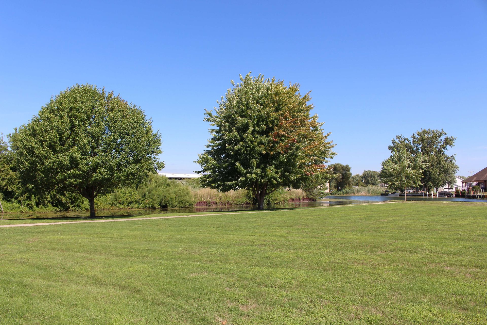 There are three trees in the middle of a grassy field.